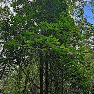 Eugenia mespiloides Bois de nèfles à grandes feuilles Myrtaceae  Endémique La Réunion  79.jpeg