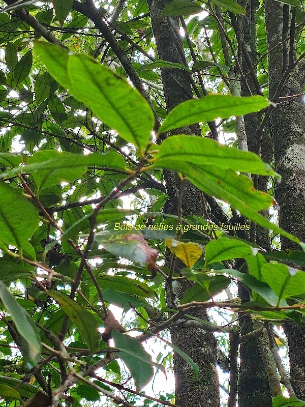 Eugenia mespiloides Bois de nèfles à grandes feuilles Myrtaceae Endémique La Réunion 01.jpeg