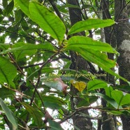 Eugenia mespiloides Bois de nèfles à grandes feuilles Myrtaceae Endémique La Réunion 01.jpeg