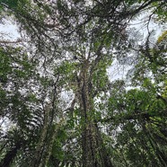 Ficus densifolia Grand affouche Moraceae Endémique La Réunion, Maurice 26.jpeg