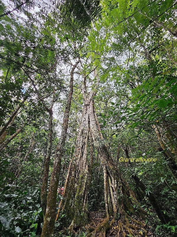 Ficus densifolia Grand affouche Moraceae Endémique La Réunion, Maurice 605.jpeg