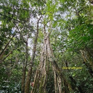 Ficus densifolia Grand affouche Moraceae Endémique La Réunion, Maurice 605.jpeg