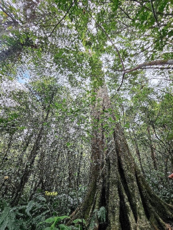 Ficus densifolia Grand affouche Moraceae Endémique La Réunion, Maurice 705.jpeg