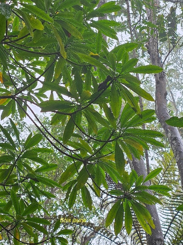 Ochrosia borbonica Bois jaune Apocynaceae Endémique La Réunion, Maurice 17.jpeg