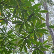 Ochrosia borbonica Bois jaune Apocynaceae Endémique La Réunion, Maurice 17.jpeg