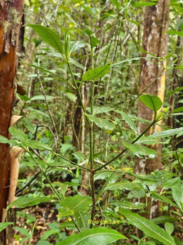 Psychotria borbonica Bois cassant Rubiaceae Endémique La Réunion, Maurice 07.jpeg