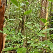 Psychotria borbonica Bois cassant Rubiaceae Endémique La Réunion, Maurice 07.jpeg