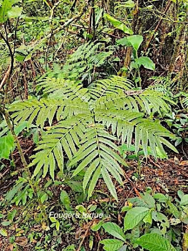 Ptisana fraxinea Fougère tortue Marattiaceae Indigène La Réunion 004.jpeg