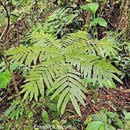 Ptisana fraxinea Fougère tortue Marattiaceae Indigène La Réunion 004.jpeg