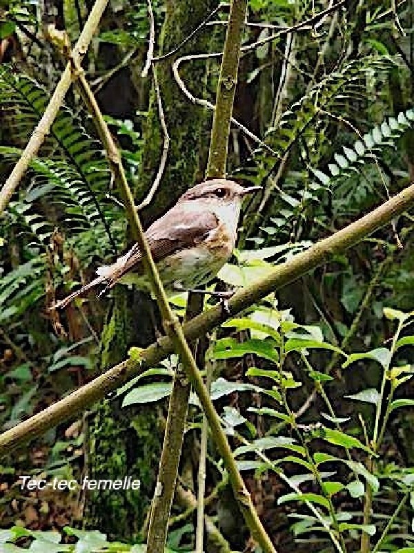 Saxicola tectes Tec-tec femelle  Muscicapidae  Endémique La Réunion 06.jpeg