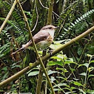 Saxicola tectes Tec-tec femelle  Muscicapidae  Endémique La Réunion 06.jpeg