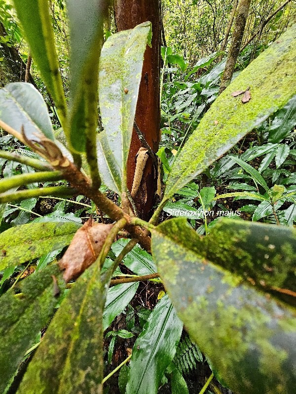 Sideroxylon majus Bois de fer Sapotaceae Endémique La Réunion 320.jpeg