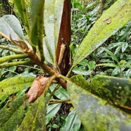 Sideroxylon majus Bois de fer Sapotaceae Endémique La Réunion 320.jpeg