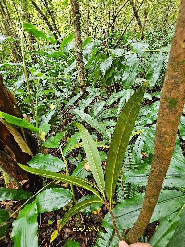 Sideroxylon majus Bois de fer Sapotaceae Endémique La Réunion 51.jpeg