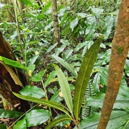 Sideroxylon majus Bois de fer Sapotaceae Endémique La Réunion 51.jpeg