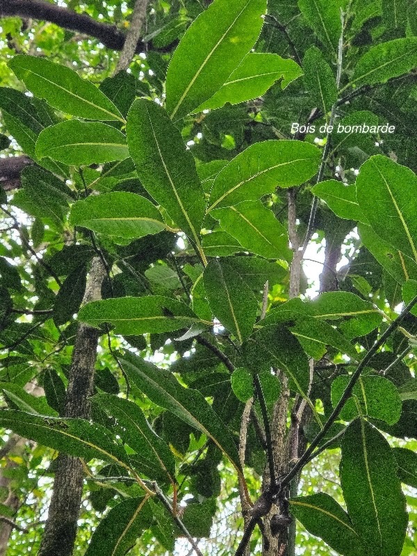 Tambourissa elliptica Bois de bombarde Monimiaceae Endémique La Réunion 116.jpeg