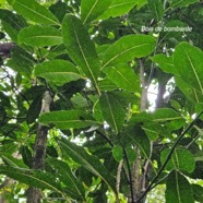 Tambourissa elliptica Bois de bombarde Monimiaceae Endémique La Réunion 116.jpeg