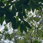 1. Eugenia mespiloides Bois de nèfles à grandes feuilles Myrtaceae  Endémique La Réunion.jpeg