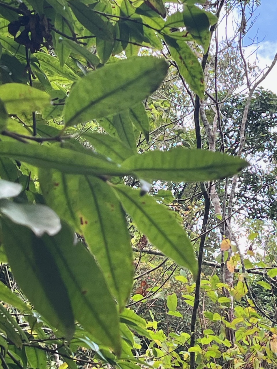 2. Eugenia mespiloides Bois de nèfles à grandes feuilles Myrtaceae  Endémique La Réunion.jpeg