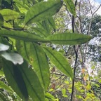 3. Eugenia mespiloides Bois de nèfles à grandes feuilles Myrtaceae  Endémique La Réunion.jpeg