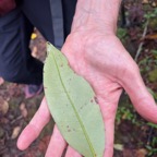 4. ??? Eugenia mespiloides Bois de nèfles à grandes feuilles Myrtaceae  Endémique La Réunion.jpeg