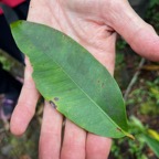 5. ??? Eugenia mespiloides Bois de nèfles à grandes feuilles Myrtaceae  Endémique La Réunion.jpeg