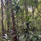 8. Jeunes Sideroxylon majus Bois de fer Sapotaceae Endémique La Réunion 320.jpeg