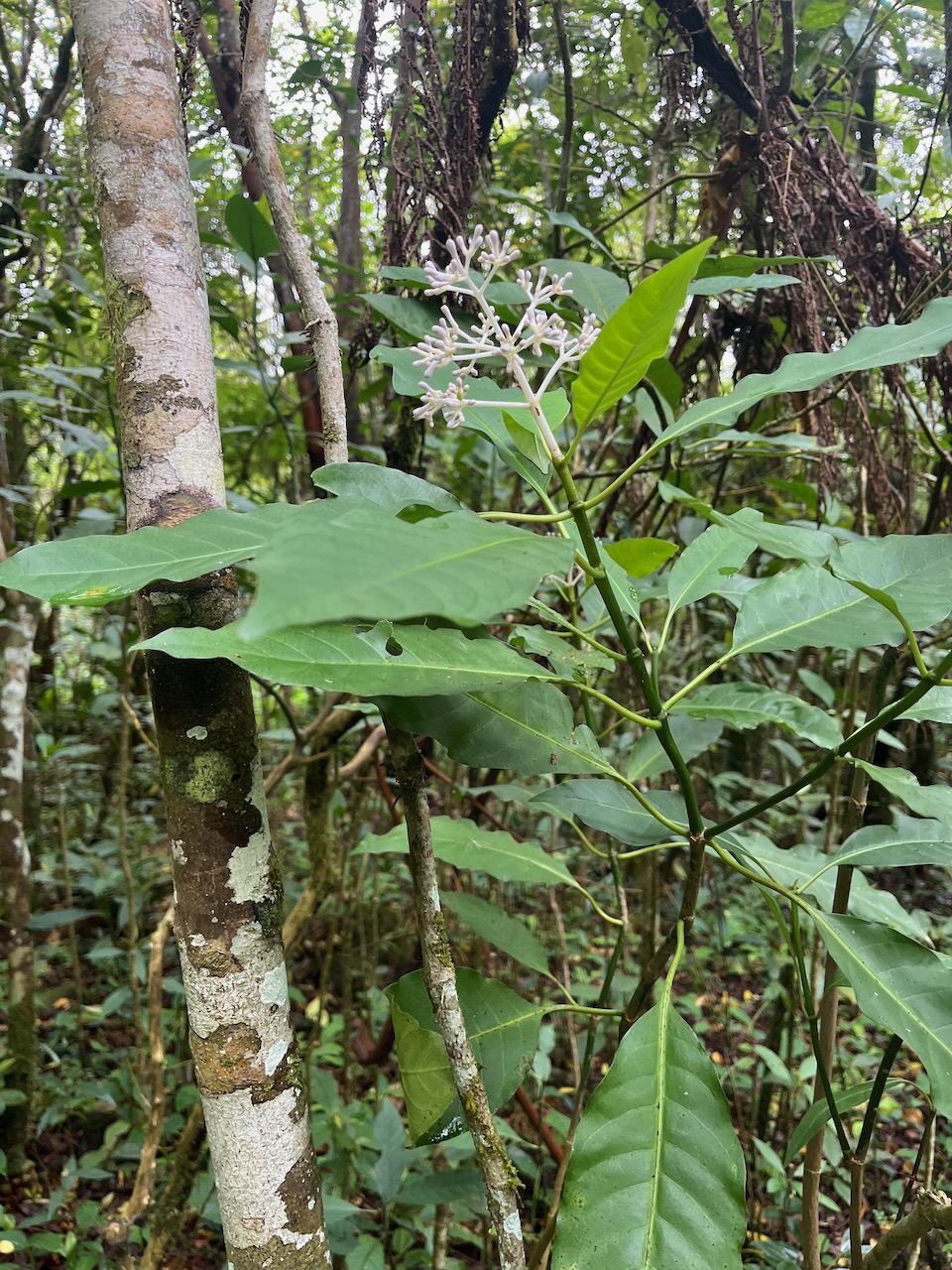 9. Chassalia corallioides Bois de corail Rubiaceae Endémique La Réunion   23.jpeg