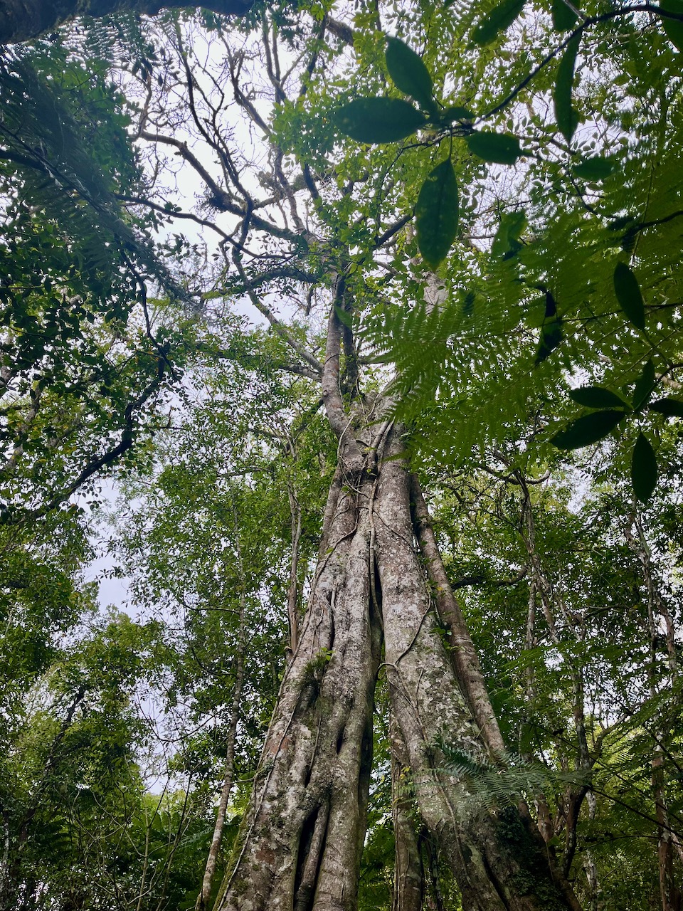 10. Ficus densifolia Grand affouche Moraceae Endémique La Réunion, Maurice.jpeg