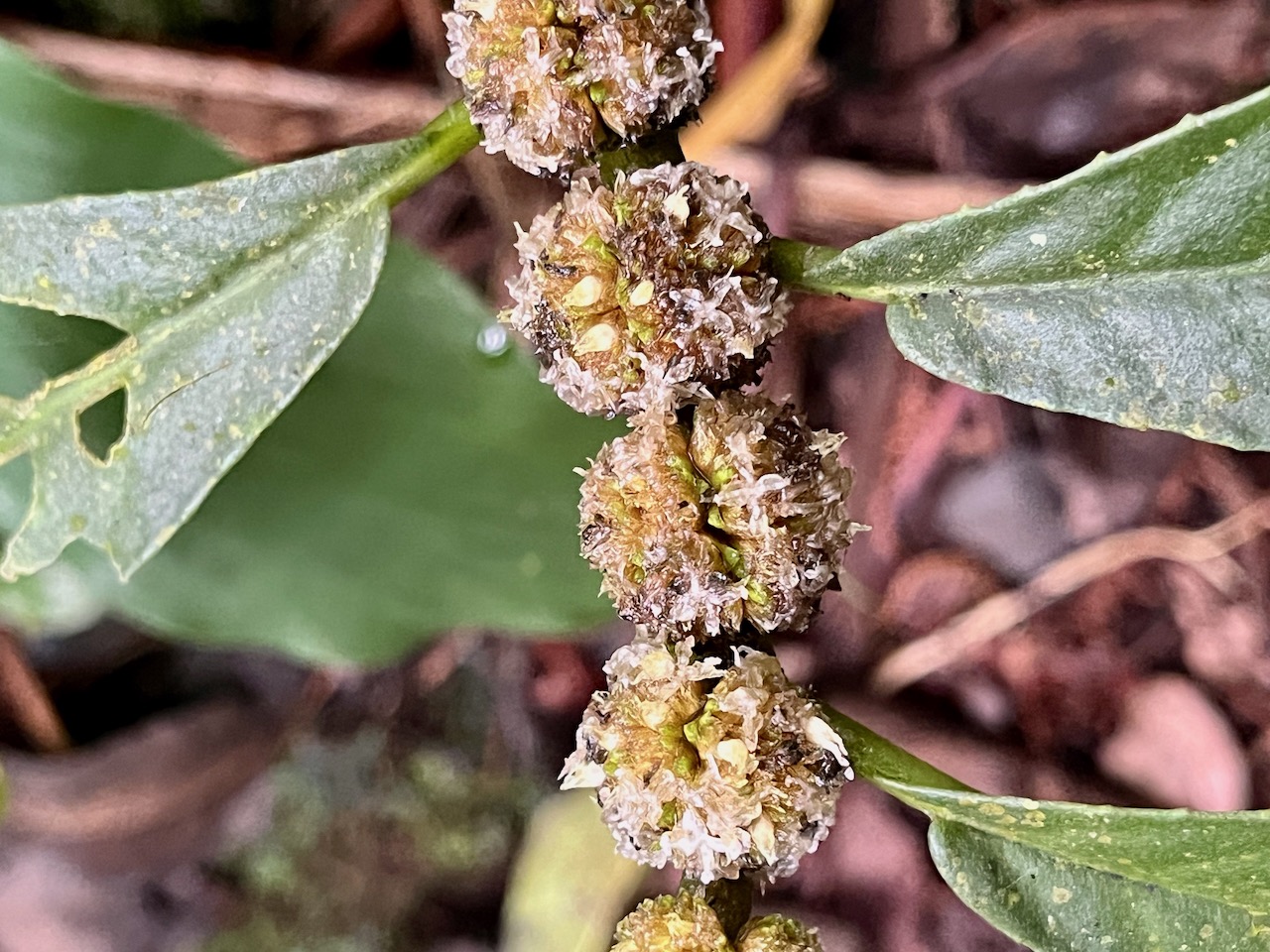 12. Inflorescences Elatostema fagifolium Urticaceae Endémique La Réunion, Maurice.jpeg