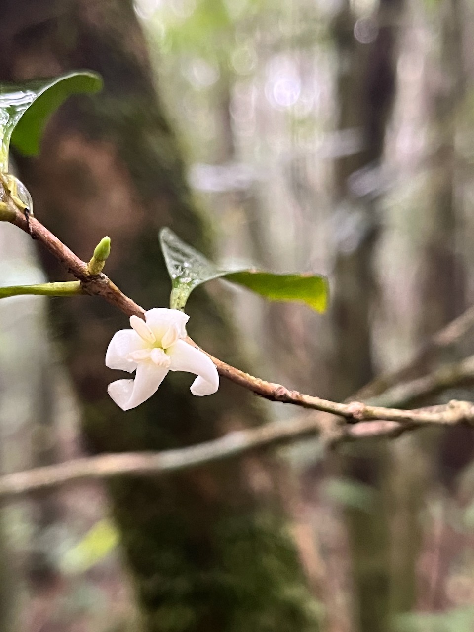 18. Fleur de Coffea mauritiana Café marron Rubiaceae Endémique La Réunion, Maurice 07.jpeg