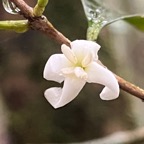 19. Fleur de Coffea mauritiana Café marron Rubiaceae Endémique La Réunion, Maurice 07.jpeg