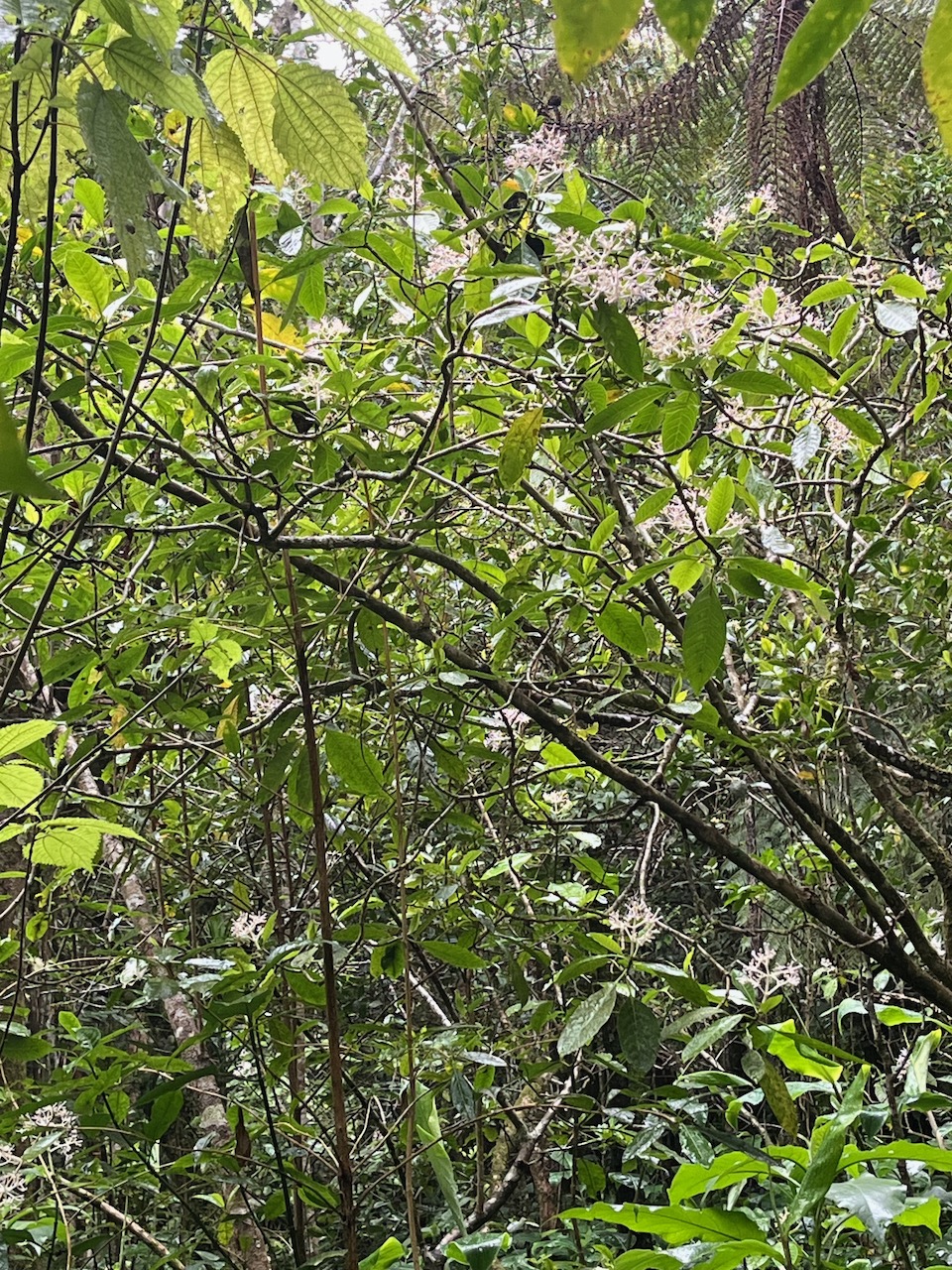 20. Boutons de Chassalia corallioides Bois de corail Rubiaceae Endémique La Réunion   23.jpeg