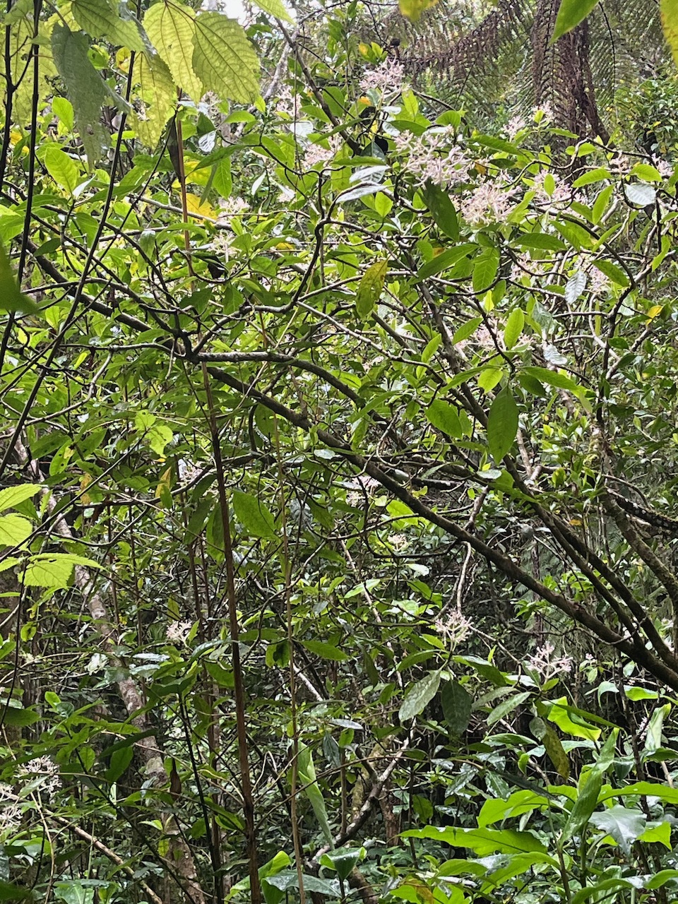 21. Chassalia corallioides Bois de corail Rubiaceae Endémique La Réunion   23.jpeg