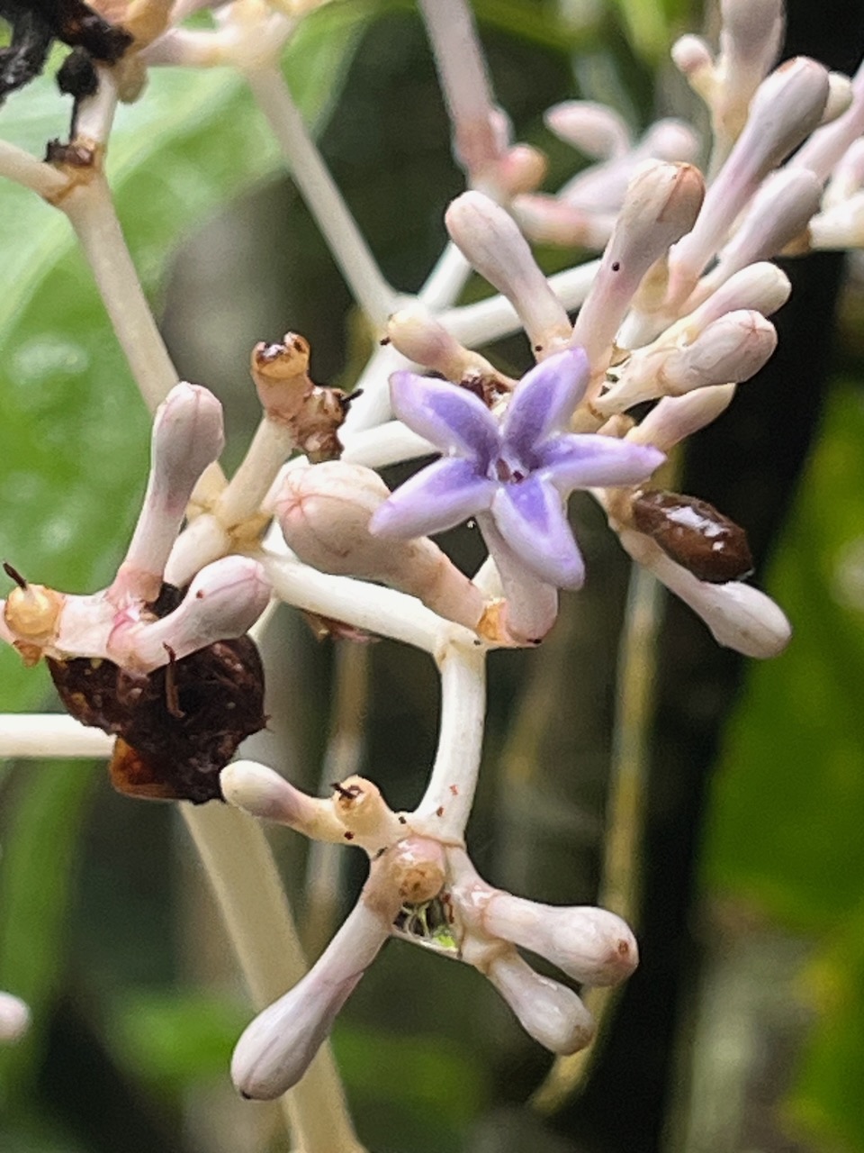 22. Une fleur de Chassalia corallioides Bois de corail Rubiaceae Endémique La Réunion   23.jpeg