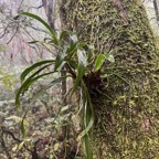 25. ??? Angraecum_multiflorum(ex_obversifolium)_?_EPIDENDROIDEAE-Indigene_Reunion-P1090464b.jpeg