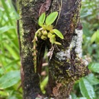 9.Bulbophyllum sambirarense