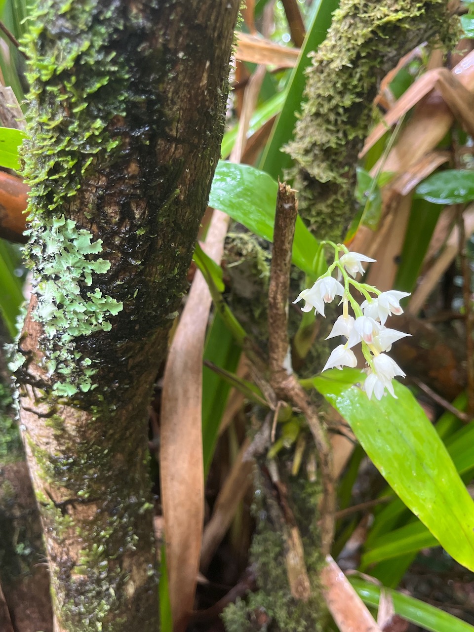 10. Polystachya cultriformis Orchidac eae Indigène La Réunion 35.jpeg