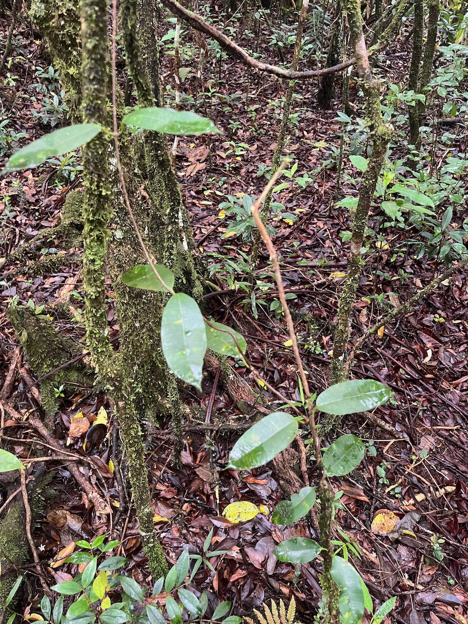 54. Secamone dilapidens - F. Friedmann - Liane de lait - Apocynaceae - Endémique La Réunion et Maurice.jpeg