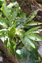 Grand Catafaille patte poule- Melicope obtusifolia Rutacée- B