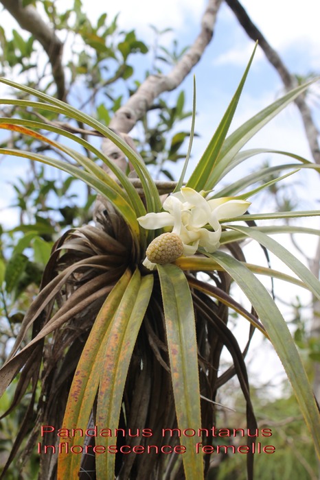 Pandanus montanus- Inflorescence femelle