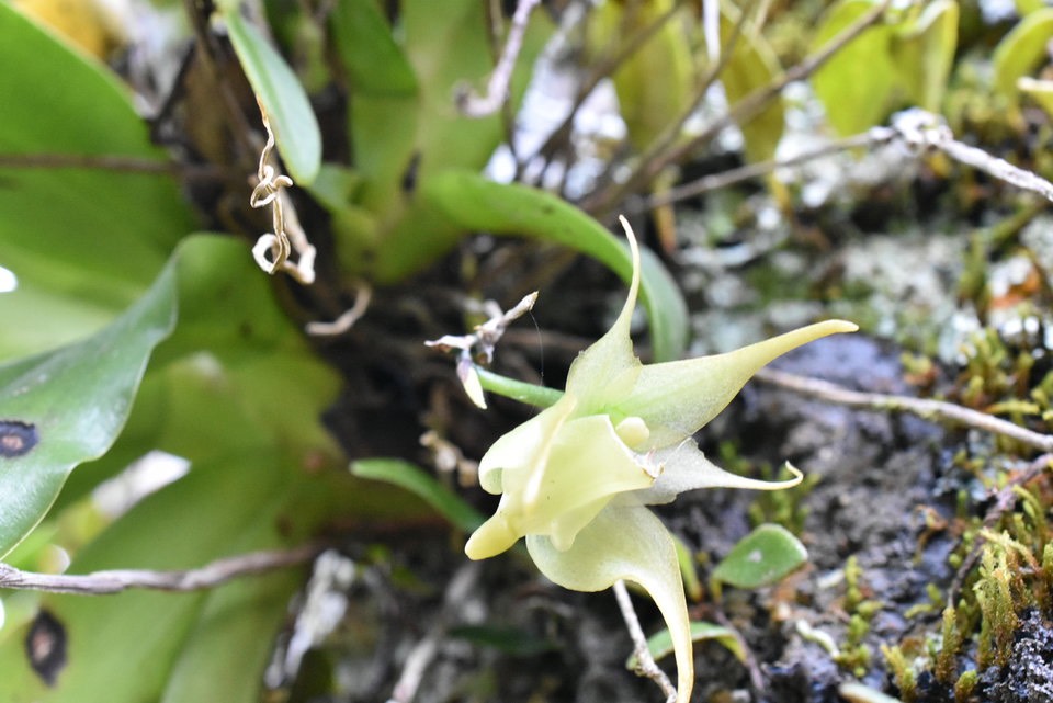 Aeranthes arachnites - EPIDENDROIDEAE - Indigène réunion -MAB_7350