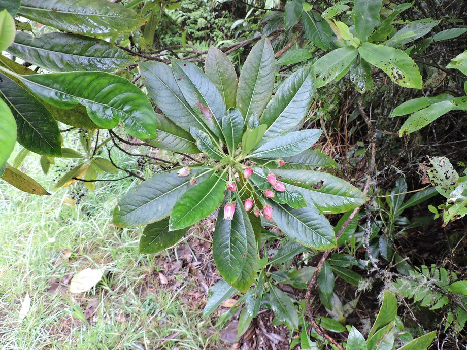 13 Bois de Laurent Martin, Forgesia racemosa  