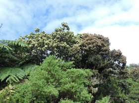 20 Mahots, Dombeya pilosa & Dombeya ficulnea  