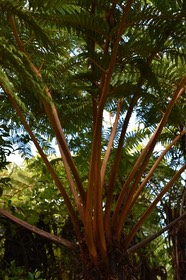 Alsophila glauca - Fanjan femelle - CYATHEACEAE - Endémique Réunion