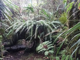 Blechnum attenuatum - Fougère plume - BLECHNACEAE - Indigène Réunion