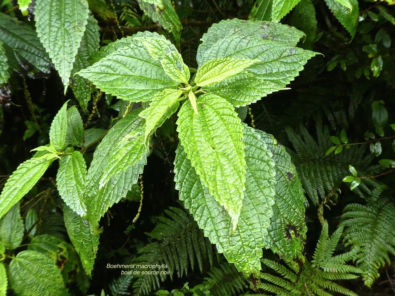 Boehmeria macrophylla .bois de source noir .moyen l'ortie .urticaceae. P1750772