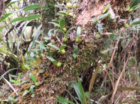 Bulbophyllum sp - .... - Orchidaceae