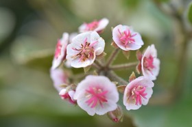 Dombeya ficulnea - Petit Mahot - MALVACEAE - Endémique Réunion