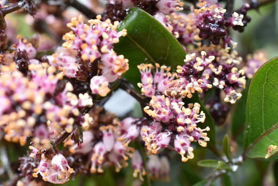 Nuxia verticillata - Bois maigre - STILBACEAE - Endémique Réunion, Maurice